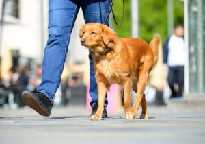 Hur du inte bränner din hunds tassar i sommar