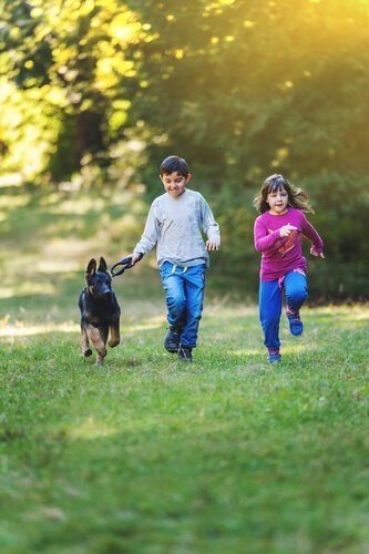 Schäferhundar är sociala djur