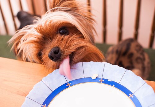 hemgjorda tårtor till hundar