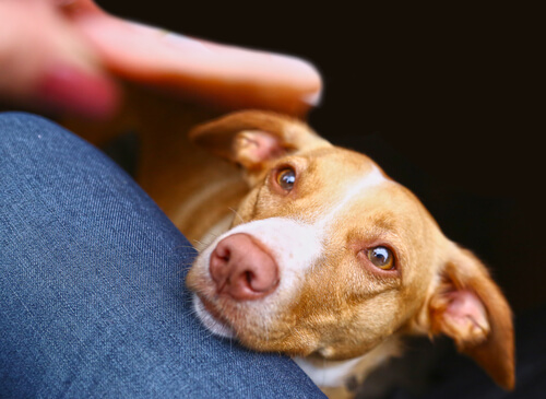 Hundar behöver god mat