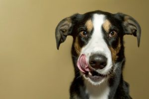 Din hund är hungrig – eller är han verkligen det?