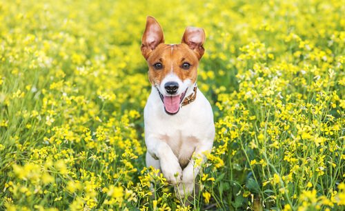 Jack russell terrier som springer.