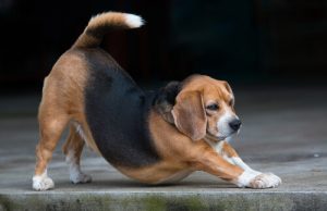 5 sätt din hund visar obehag på