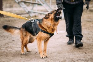 Hundraserna som skäller minst