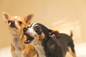 Hur du får din hund att sluta skälla åt varje liten sak