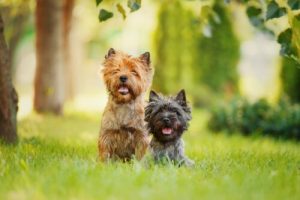 Vanliga karaktärsdrag hos terriers