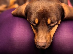 Allt du behöver veta om din hunds analkörtlar