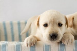 Vet du varför prägling är viktigt i din hunds liv?