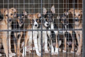 Att köpa en hund istället för att adoptera kan stödja djurplågeri