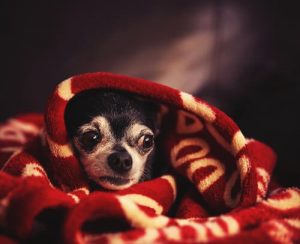 Tekniker för att lugna en hund när det stormar
