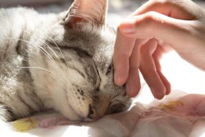 5 intressanta fördelar med att sova med din katt