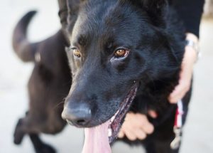 Gammal man spenderar sin ålders höst med att ta hand om hundar