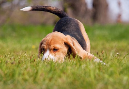 Beagle sniffar runt