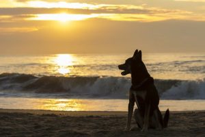 Hur länge bör man vänta med att skaffa ett nytt husdjur?