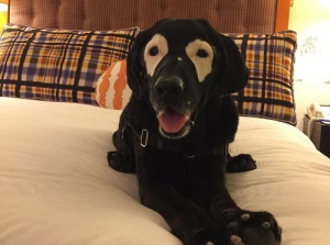 Möt Rowdy: en hund med vitiligo som blev berömd