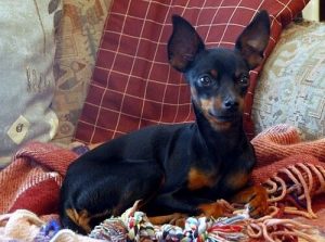 Prague ratter: världens minsta hund