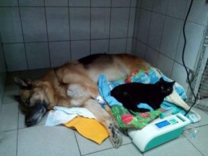 Lucifer – en paralyserad katt som hjälper andra