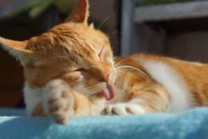 Anledningar till varför vi alla borde ha en katt hemma
