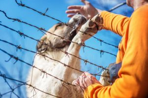 En iransk soldat förlorade sitt ben för att rädda en hund