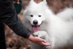 Hur man hjälper sin hund att vara vänligare
