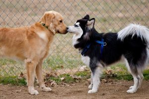 Jag har en antisocial hund – vad ska jag göra?