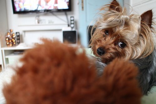 Hund ser på TV