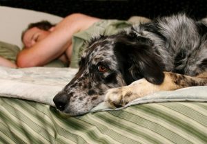 Vill du sova bättre? Skaffa en hund?