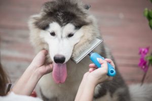 Hur man hanterar en hund som fäller mycket päls