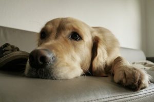 Hur man tillfredsställer hundars naturliga instinkter hemma