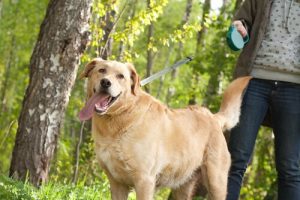 Tips för att kontrollera din hund på promenader