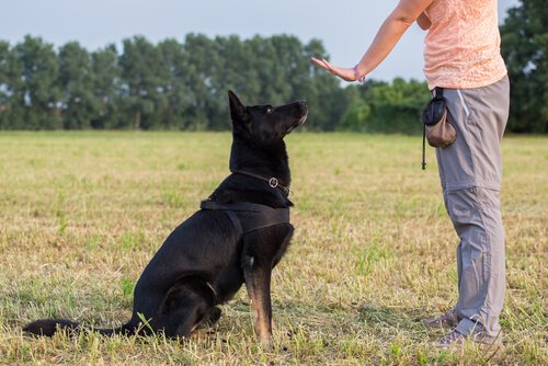 Lydnadsträning för hund