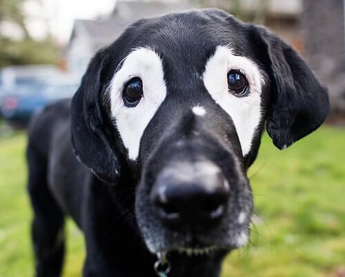 Rowdys distinkta fläckar