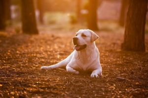 8 viktiga saker man bör lära sig av sin hund