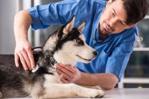 För- och nackdelar med att kastrera din hund