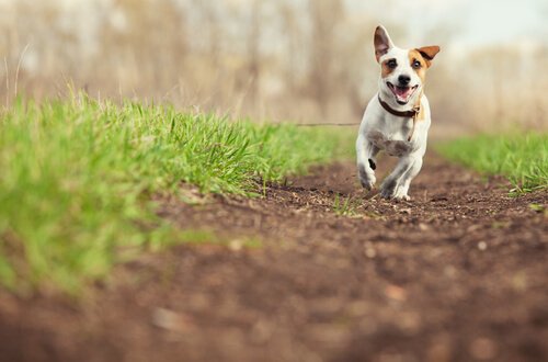 Springande hund