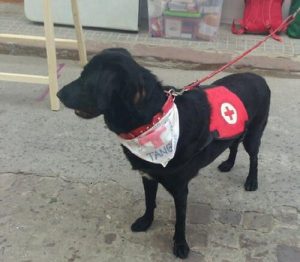 En illa behandlad hund arbetar nu som terapihund