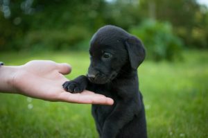 Tips för att uppfostra en labrador retriever på ett bra sätt