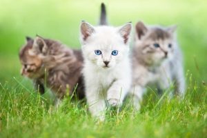 Vet du varför din katt liknar dig så mycket? Vi berättar!