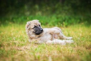 Varför hundar älskar att rulla sig i jord och lera