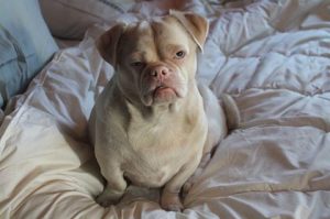 Hunden som nobbades av alla för sitt "sura ansikte"