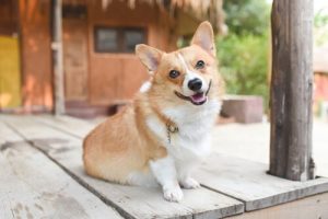 Lär dig om hur hunden känner sig genom kroppsspråket