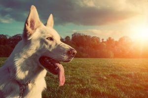Saker som kan förkorta hundars livslängd
