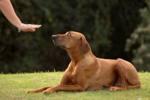 Trick för att få hunden att komma när du kallar