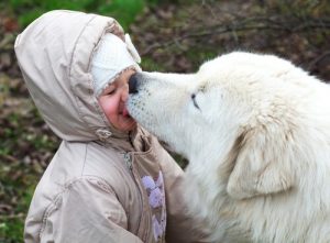 Kan du låta hunden slicka ditt ansikte?