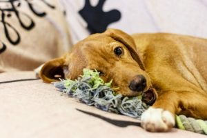 Gör leksaker till din hund av gamla kläder