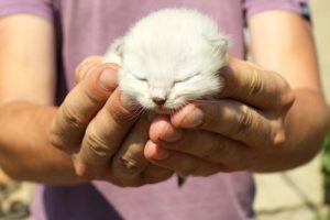 7 saker du kan göra för att göra katten riktigt glad