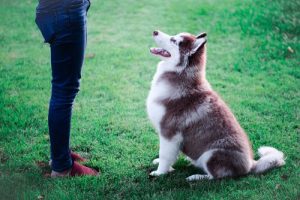 Vad man kan lära en hund i förhållande till dess ålder