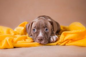 Var inte blyg! Anledningar att adoptera ett husdjur
