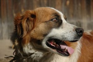 Vad kan man göra för att hjälpa en hund som hulkar?