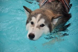 Avslappningstekniker för hundar – hjälp din hund att finna lugn